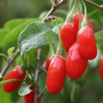 EvveBahçe Tüplü Şifalı Goji Berry (Kurt Üzümü) Fidanı