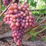 EvveBahçe Tüplü Siirt Yüksek Aromalı Tayfi Üzüm Fidanı