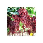 EvveBahçe Tüplü Sofralık İri Salkımlı Bol Verimli Red Globe Üzüm (Asma-Bağ) Fidanı