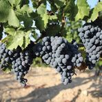 EvveBahçe Tüplü Yüksek Verimli Aromalı Autumn Royal Üzüm (Asma-Bağ) Fidanı