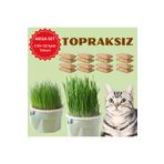 Exelox (MEGA SET - 12 AYLIK KULLANİM) Topraksız Suda Kedi Çimi Yetiştirme Kiti + 12 Aylık Tohum