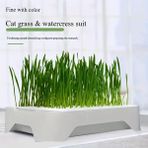 Exelox-Topraksız Suda Kedi Çimi Yetiştirme Kiti Versiyon 2 Premium Kalite Çok Satan Malzeme