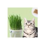 Exelox Topraksız Suda Kedi Çimi Yetiştirme Kiti