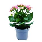 EYLÜL ÇİÇEKÇİLİK & ÇİKOLATA Kalanşo Çiçeği Fidanı 10-20 cm Iç Mekan
