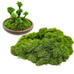 Eymobad Yapay yosun, yosun dekorasyonu, 100 g, yosun resimleri için, el işi için yosun, yapay yosun, dekorasyon, yapay çim, el işi için, sahte bitkiler, bahçe sanatı, duvar dekorasyonu, çiçekçi