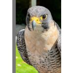 Falcon Gift, Peregrine Falcon Journal Notebook, Raptor Gift