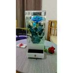 FAMEMUS ACCESSORY 2343eqweqw Sevgililer Gününe Özel Çekmeçeli Yüzük Koyulan Led Işıklı Gül Buket Boyut:22Cm