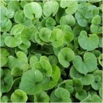 Fare Kulağı Tohumu 250GR Fare Kulağı Çim Tohumu Kundura Çimi Gölge Çimi Dichondra Repens - 250 gr