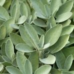 Farmer Organik Adaçayı Tohumu (Salvia Officinalis) 30 Tohum