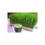 FarmLife Tohum Buğday Çimi - Kedi Çimi Tohumu, 50 Gram