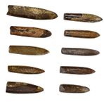 FAVOMOTO Balık Oku Taş Fosili Bilim Öğretimi Öğretim Aracı Bulmaca Oyuncak Antik Paleontoloji Örneği Sahte Sümük Balık Örneği Tahnitçilik Kitabı Laboratuvar Örnek Kaya Cevher Hediye Çocuk