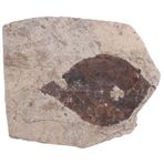 FAVOMOTO fosili fosil toplama Kayadaki yaprak fosili taşlar çocuklar doğum günü partisi iyilik bitkileri süsleme paleontoloji Ginkgo Biloba örnek Palmiye yaprağı