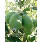 Feijoa Kaymak Ağacı Fidanı 1 Adet Saksılı/ Tüplü (50-80 cm) Bahçe Bitkisi