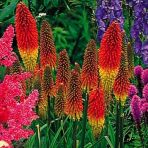 Fener Çiçeği Tohumu (Kniphofia Uvaria) Tohumu 10Tohum+Saksı+Topra