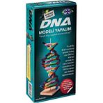 Fenset Dna Modeli Yapalım Deney Seti