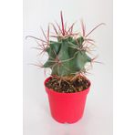 Ferocactus Emoryi Nadide Tür Tekli Özel Kaktüs 8.5 cm Kırmızı Saksıda