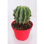 Ferocactus Glaucescens Nadide Tür Tekli Özel Kaktüs 8.5 cm Kırmızı Saksıda