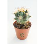 Ferocactus Horridus Kaktüs - 5.5 cm Saksıda