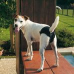 Ferplast xl Hijyenik Köpek Kilodu
