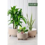 Feyza Design 3'lü 20-25 cm Tripot Saksı Seti, 15-20 cm Plastik Yuvarlak Tasarım - Ahşap - Bej