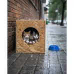 Feyza Design Dış Mekan Için Ahşap Kedi Evi 34X32X26 Cm, Dayanıklı ve Şık Tasarım - Seçenek 1