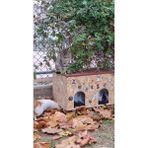Feyza Design Dış Mekan Yağmura ve Soğuğa Dayanıklı Osb Kedi Evi, 2 Girişli, Ara Bölmeli - Seçenek 1