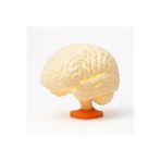 Fibrika Store Brain Lamp – Gerçek Ölçekli Beyin Şeklinde Masa Lambası beyaz 165 x 110