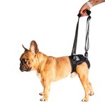 Fico Köpek Kalça Displazisi Desteği, Arka Bacaklar için Ayarlanabilir Kalça Destek Aparatı, Ağrı, Artrit ve Bacak Zayıflığı için, Veteriner Onaylı, Kompresyonlu Neopren Ortopedik Kemer (Small)