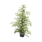 Ficus Benjamin Starlight 110 120 Cm Ev Bitkisi Salon Bitkisi Ofis Bitkisi