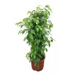 Ficus Benjamina ‘Anastasia’ (Kauçuk Çiçeği)