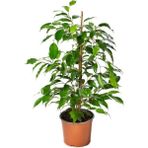 Ficus Benjamina Salon Ofis Bitkisi Yeşil Benjamin 1 Adet 30-60CM