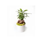 Ficus Bonsai Seramik Saksı Da....