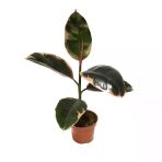 Ficus Elastica 'Belize' (Kauçuk Çiçeği)