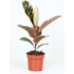 Ficus Elastica Kauçuk Salon Bitkisi