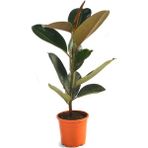 Ficus Elastica Robusta Yeşil Yaprak Kauçuk Ev Ofis Bitkisi 20-45CM