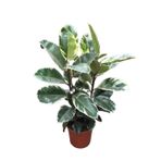 Ficus Elastica 'Tineke' (Kauçuk Çiçeği)