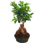 Ficus Gingseng Bonsai Ağacı Saksı Çapı Boyu 20-30 Cm