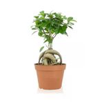 Ficus Gingseng Bonsai Ağacı Saksı Çapı Boyu 30-45 Cm