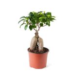 Ficus Ginseng Bonsai Adam Ağaç Ev Ofis Salon İç Mekan Bitkisi 30-40 Cm