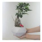 Ficus Ginseng Bonsai & Beyaz Geometrik Beton Saksıda Hediyelik Canlı Çiçek BALFLOWERDESİGN-3026