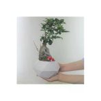 Ficus Ginseng Bonsai & Beyaz Geometrik Beton Saksıda Hediyelik Canlı Çiçek