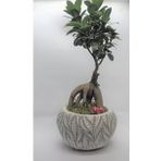 Ficus Ginseng Bonsai & Beyaz Vane Beton Saksıda Hediyelik Canlı Çiçek BALFLOWERDESİGN-3028