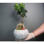Ficus Ginseng Bonsai & Beyaz Vane Beton Saksıda Hediyelik Canlı Çiçek