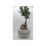 Ficus Ginseng Bonsai & Beyaz Vane Serisi Beton Saksı