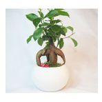Ficus Ginseng Bonsai & Beyaz Venüs Beton Saksıda Hediyelik Canlı Çiçek BALFLOWERDESİGN-3029