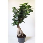 Ficus Ginseng Bonsai Ev Ofis Salon Bitkisi