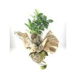Ficus Ginseng Bonsai & Gazeteye Sarım Yeşil Kurdele Saksıda Hediyelik Canlı Çiçek BALFLOWERDESİGN-2780