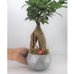 Ficus Ginseng Bonsai & Gri Geometrik Beton Saksıda Hediyelik Canlı Çiçek BALFLOWERDESİGN-3030