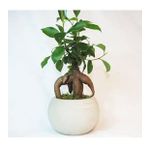 Ficus Ginseng Bonsai & Gri Venüs Beton Saksıda Hediyelik Canlı Çiçek BALFLOWERDESİGN-3033