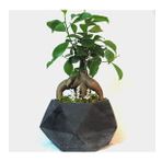 Ficus Ginseng Bonsai & Siyah Geometrik Beton Saksıda Hediyelik Canlı Çiçek BALFLOWERDESİGN-3039